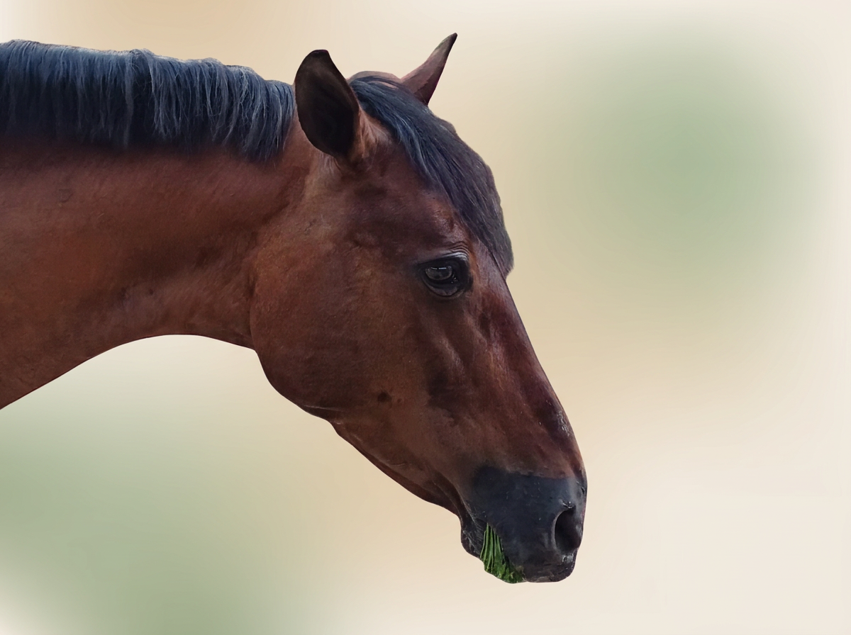 Alba, yegua andaluza protagonista de EQÚ CALM